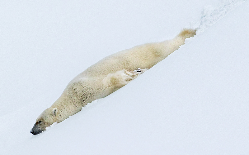 This Year’s Polar Bear Week Matters More Than Ever Sierra Club